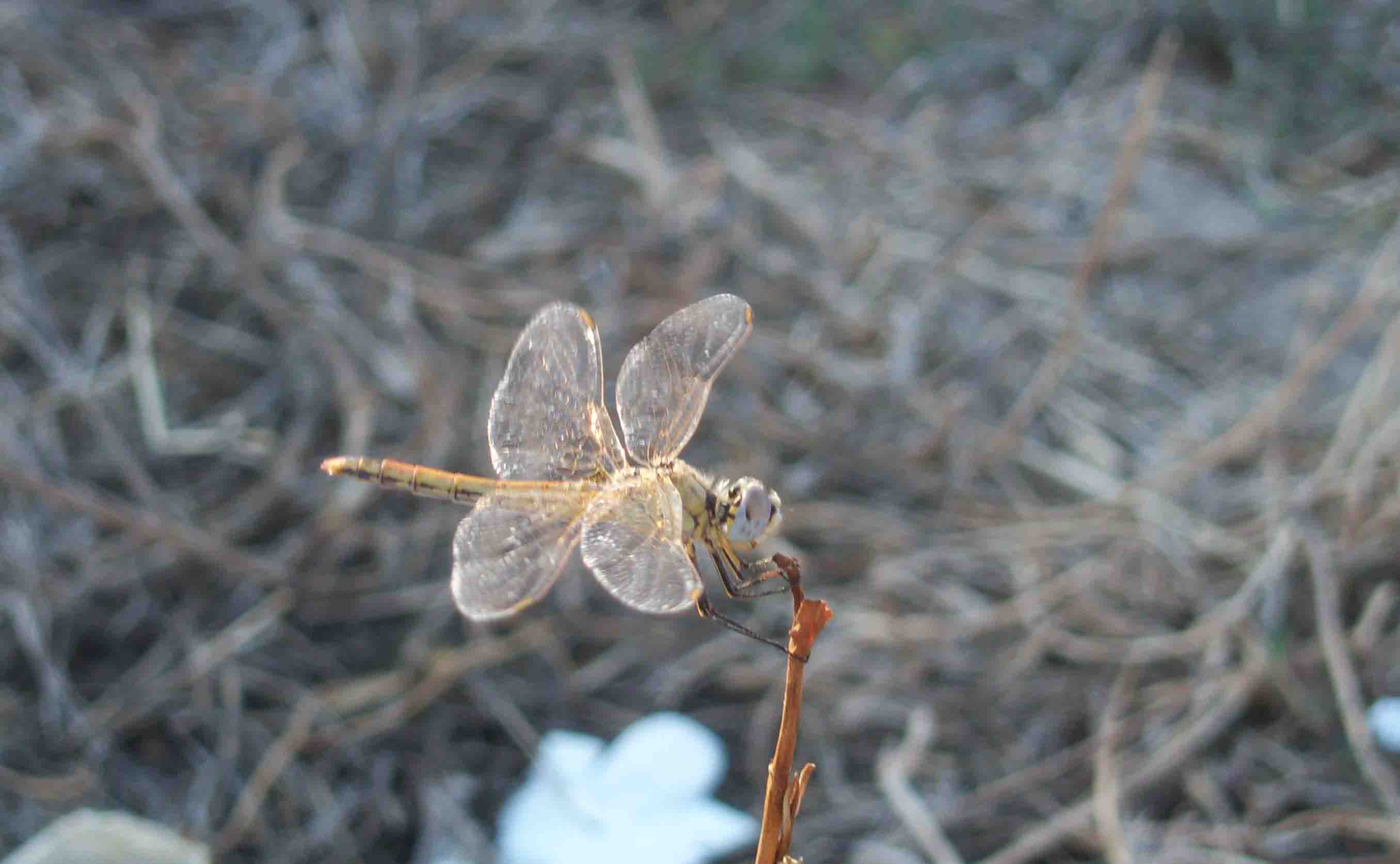 anisoptera: Sympetrum fonscolombii
